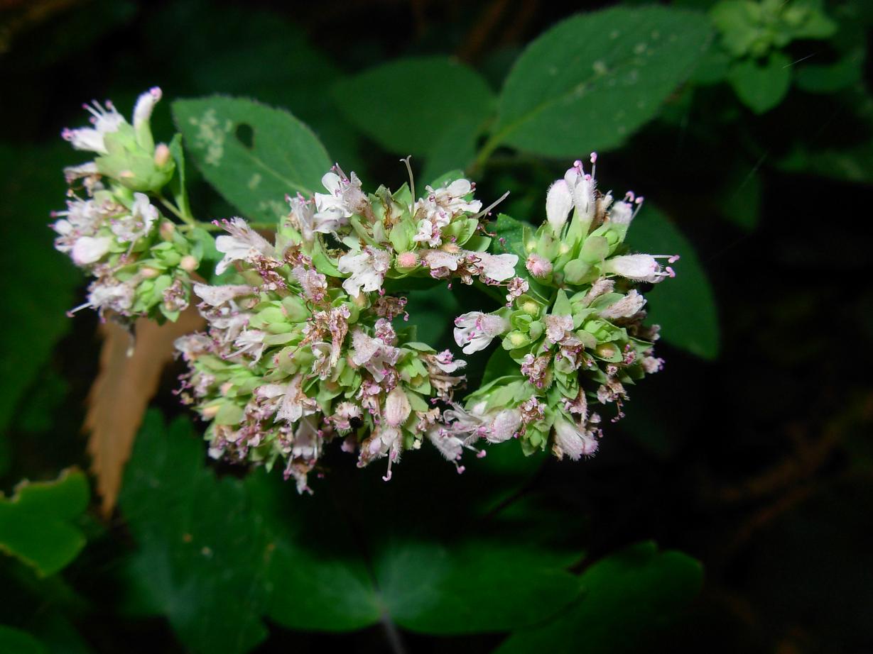 ENIGMA ORIGANUM
